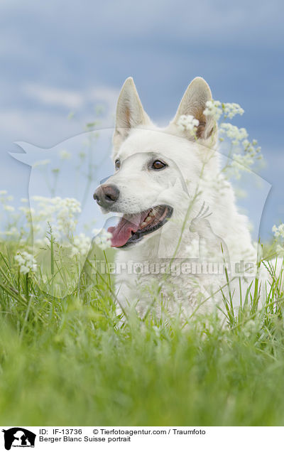 Berger Blanc Suisse portrait / IF-13736