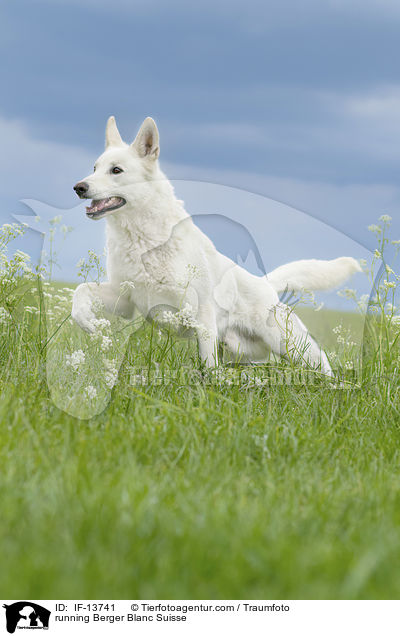 rennender Weier Schweizer Schferhund / running Berger Blanc Suisse / IF-13741