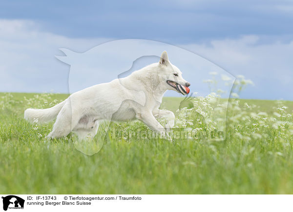 running Berger Blanc Suisse / IF-13743