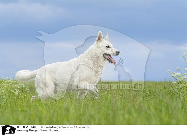 running Berger Blanc Suisse / IF-13746