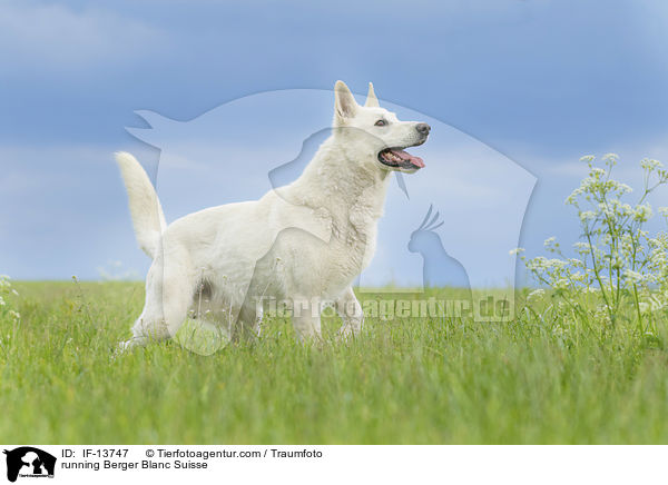running Berger Blanc Suisse / IF-13747