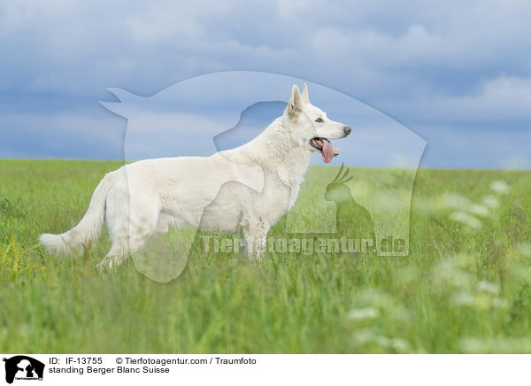 standing Berger Blanc Suisse / IF-13755