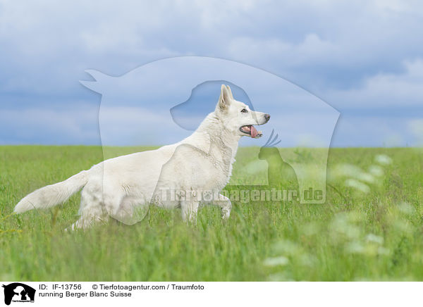 running Berger Blanc Suisse / IF-13756