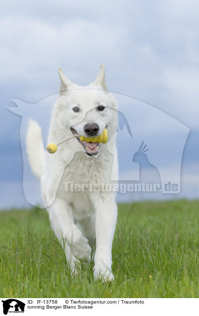 running Berger Blanc Suisse / IF-13758