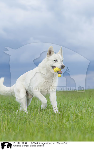 running Berger Blanc Suisse / IF-13759