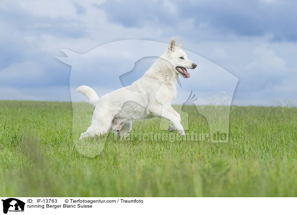 running Berger Blanc Suisse / IF-13763