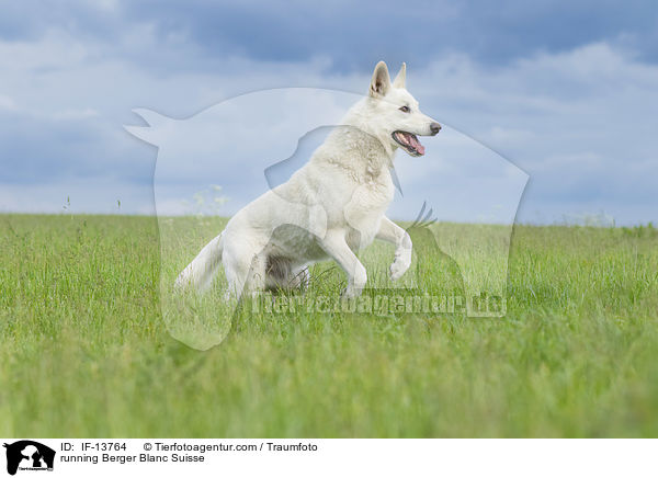 running Berger Blanc Suisse / IF-13764