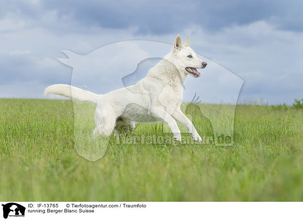 running Berger Blanc Suisse / IF-13765