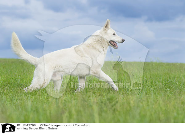 running Berger Blanc Suisse / IF-13766