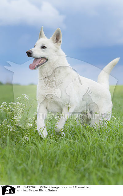 running Berger Blanc Suisse / IF-13769