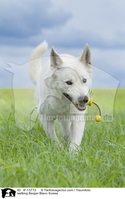 walking Berger Blanc Suisse / IF-13772