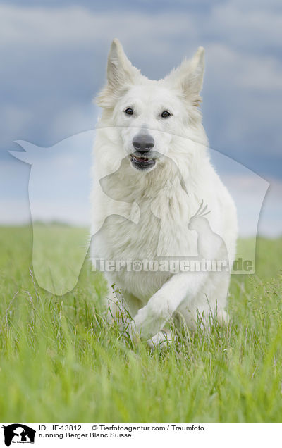 running Berger Blanc Suisse / IF-13812