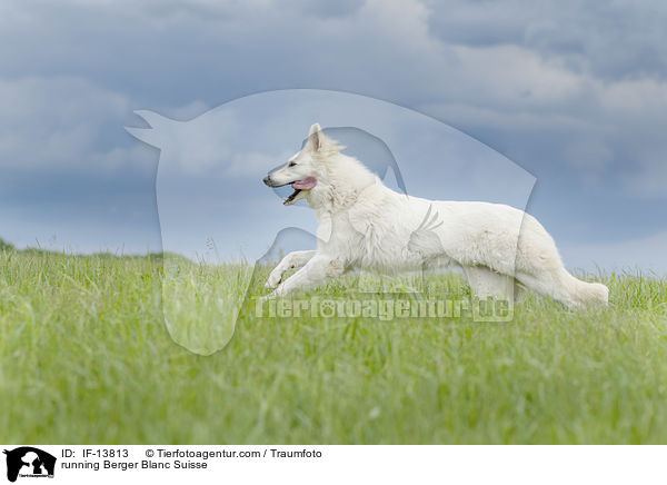 running Berger Blanc Suisse / IF-13813
