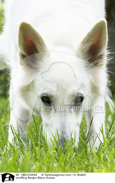 snuffling Berger Blanc Suisse / HBO-03648