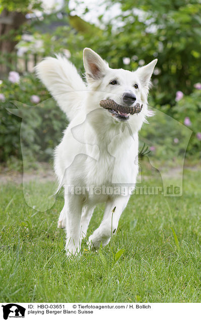 playing Berger Blanc Suisse / HBO-03651