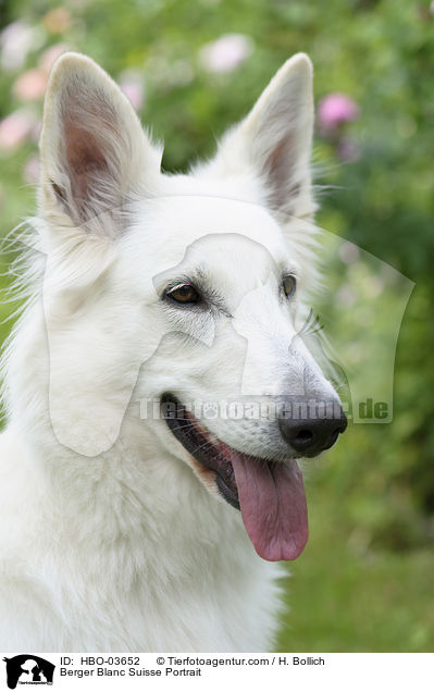 Berger Blanc Suisse Portrait / HBO-03652