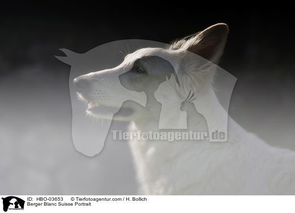 Berger Blanc Suisse Portrait / HBO-03653