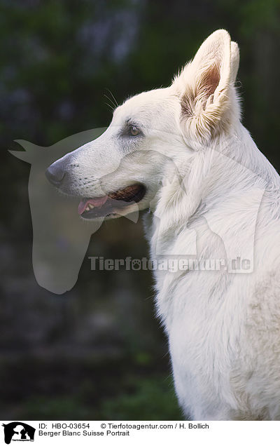 Berger Blanc Suisse Portrait / HBO-03654