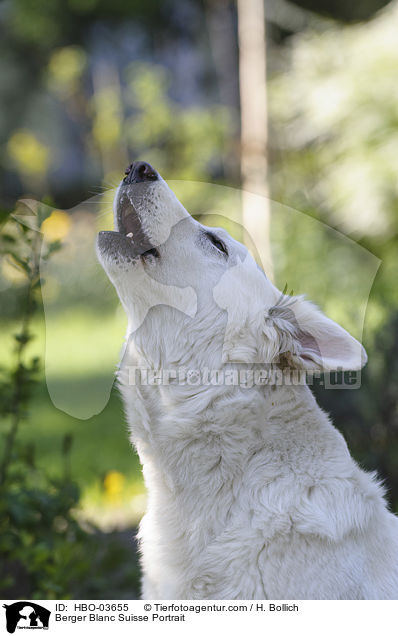 Berger Blanc Suisse Portrait / HBO-03655