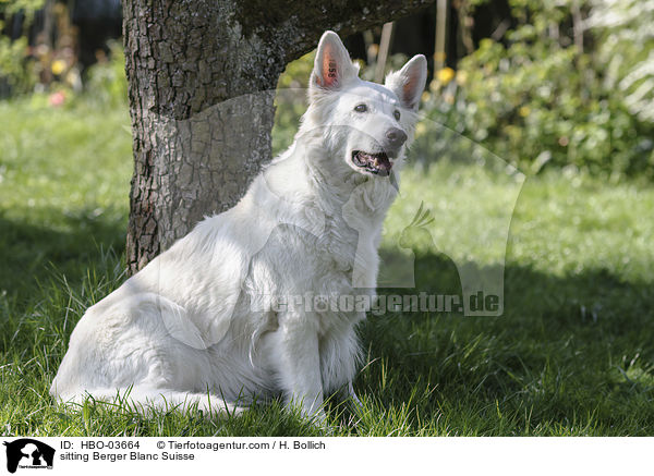 sitting Berger Blanc Suisse / HBO-03664