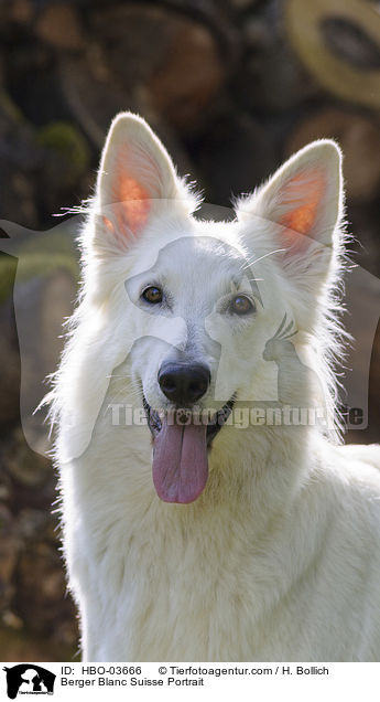 Berger Blanc Suisse Portrait / HBO-03666
