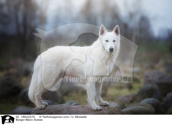 Berger Blanc Suisse / UM-02270