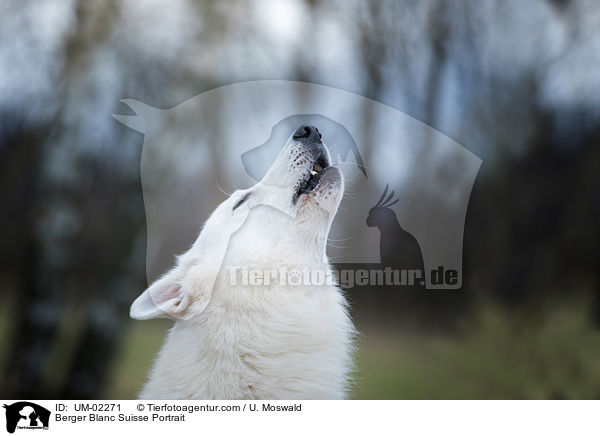 Weier Schweizer Schferhund Portrait / Berger Blanc Suisse Portrait / UM-02271