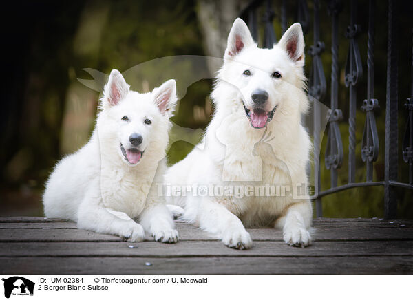 2 Berger Blanc Suisse / UM-02384