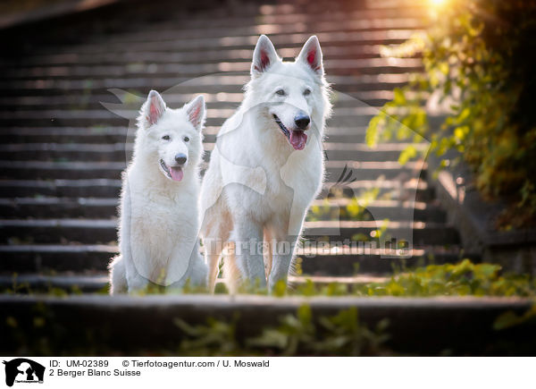 2 Berger Blanc Suisse / UM-02389