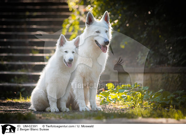 2 Berger Blanc Suisse / UM-02391