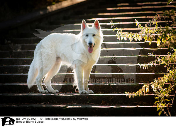 Berger Blanc Suisse / UM-02392