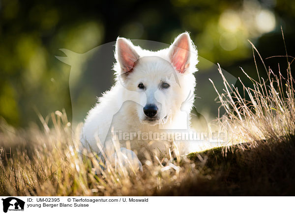 young Berger Blanc Suisse / UM-02395