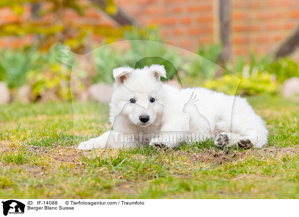 Berger Blanc Suisse / IF-14088