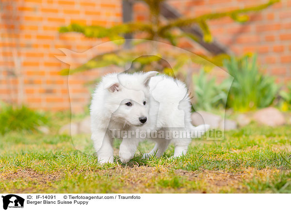 Berger Blanc Suisse Puppy / IF-14091