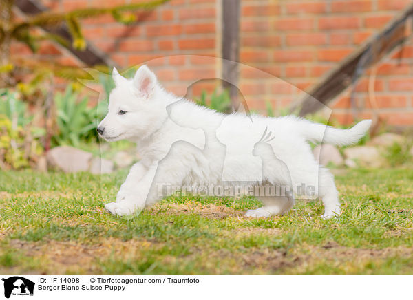 Berger Blanc Suisse Puppy / IF-14098