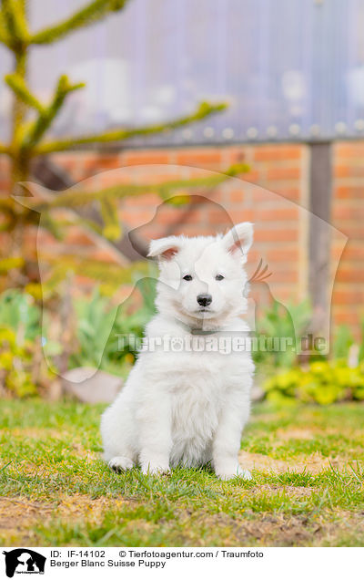 Berger Blanc Suisse Puppy / IF-14102