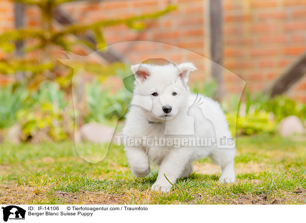 Berger Blanc Suisse Puppy / IF-14106