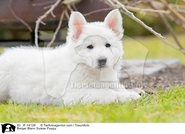 Berger Blanc Suisse Puppy / IF-14126
