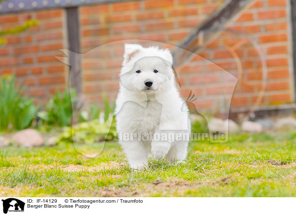 Berger Blanc Suisse Puppy / IF-14129