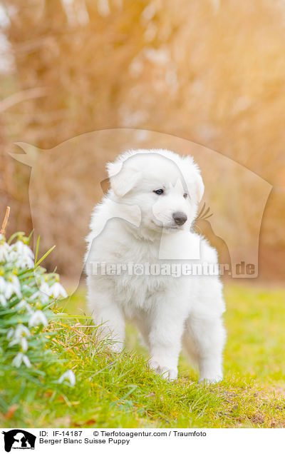 Berger Blanc Suisse Puppy / IF-14187