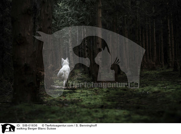 walking Berger Blanc Suisse / SIB-01836