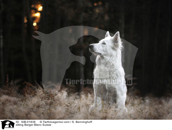 sitting Berger Blanc Suisse / SIB-01838