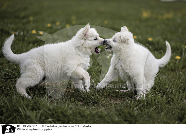 White shepherd puppies / DL-02067