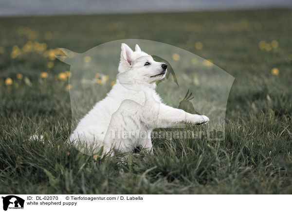 white shepherd puppy / DL-02070