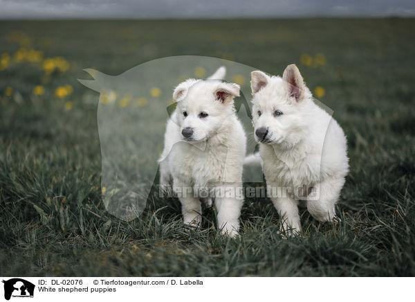 White shepherd puppies / DL-02076