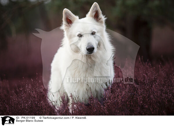 Berger Blanc Suisse / PK-01199