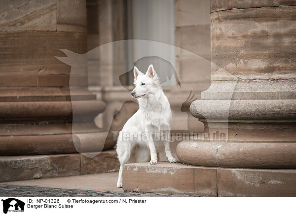 Berger Blanc Suisse / NP-01326