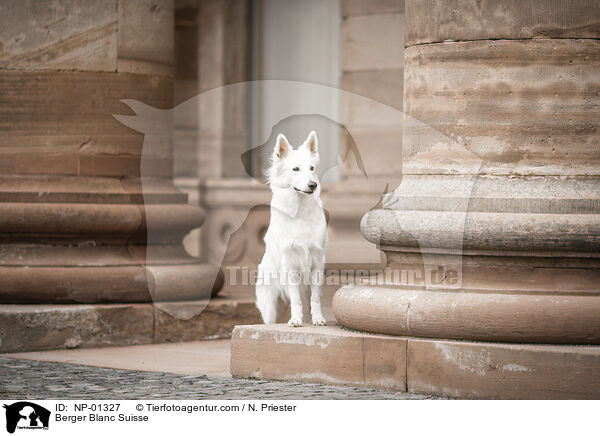 Berger Blanc Suisse / NP-01327