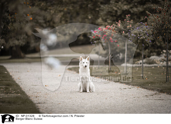 Berger Blanc Suisse / NP-01328