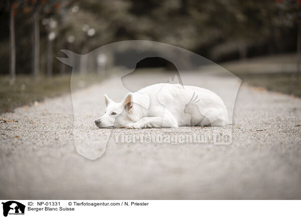 Berger Blanc Suisse / NP-01331